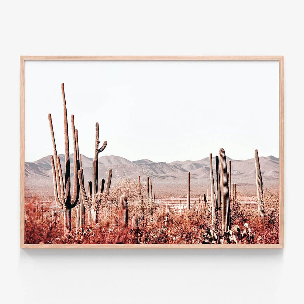 Cacti Wilderness