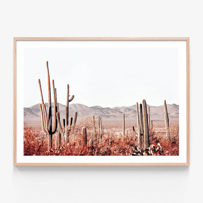 Cacti Wilderness
