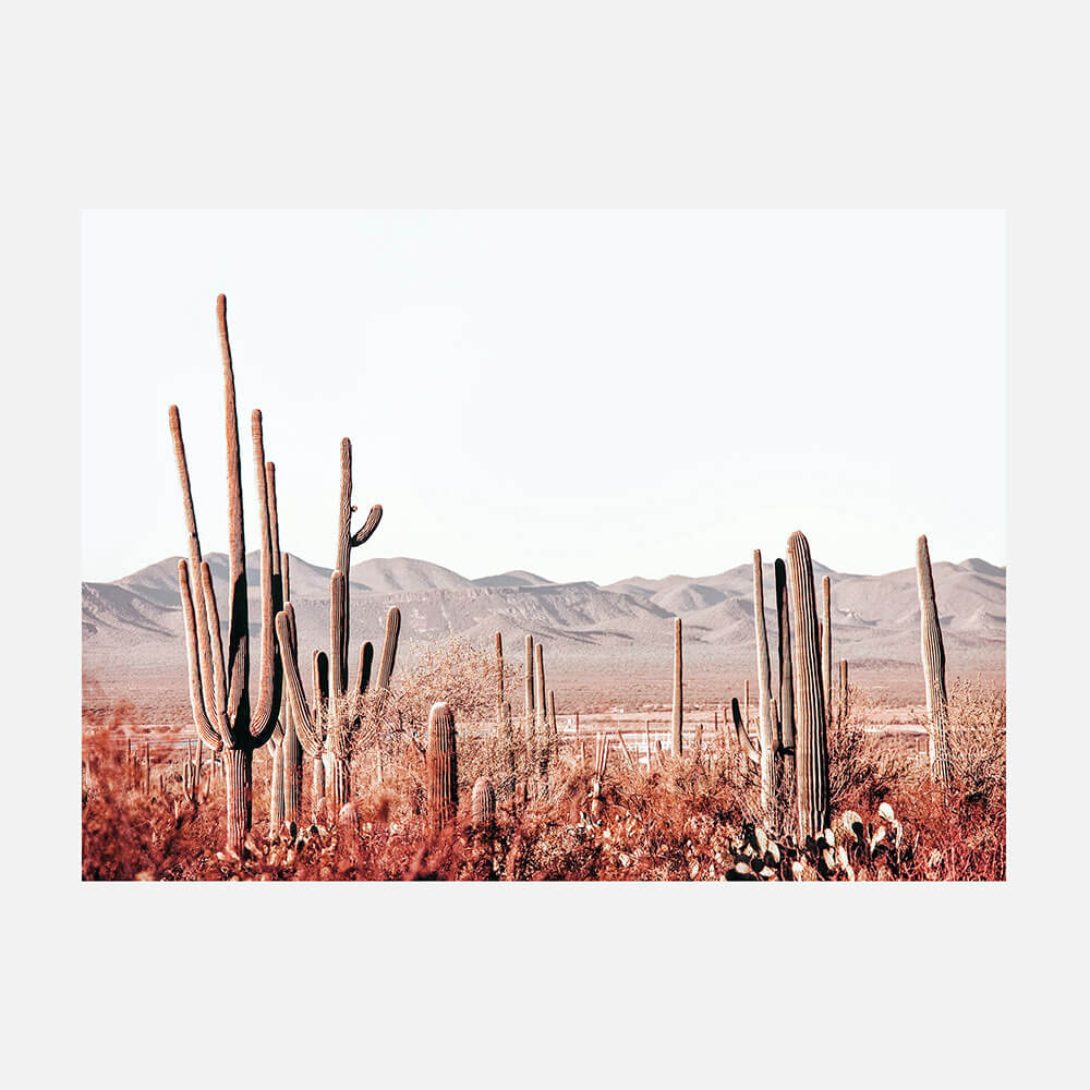 Cacti Wilderness