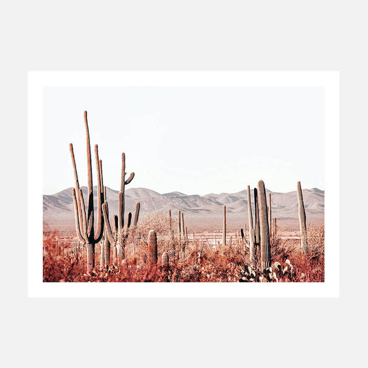 Cacti Wilderness