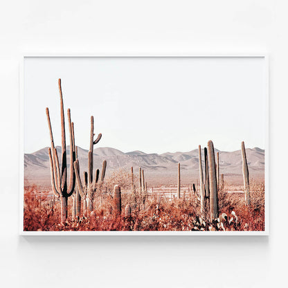 Cacti Wilderness