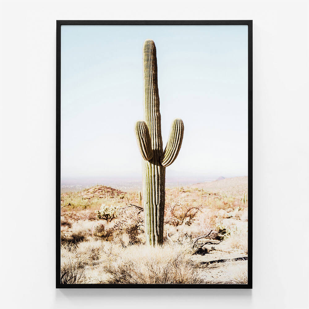 California Cacti