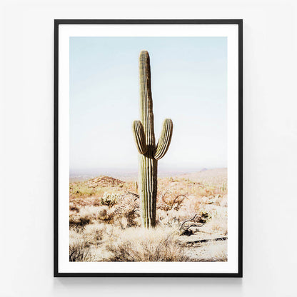California Cacti