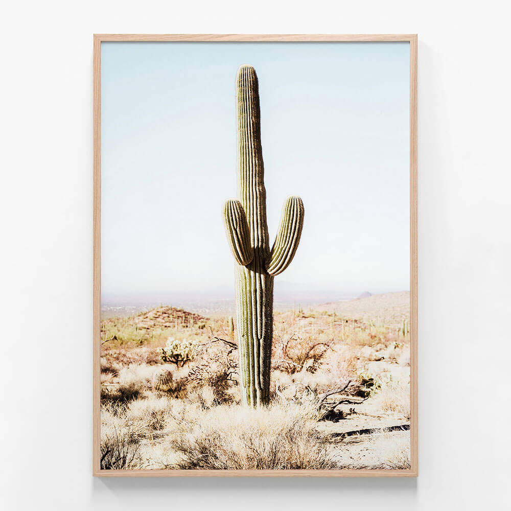 California Cacti