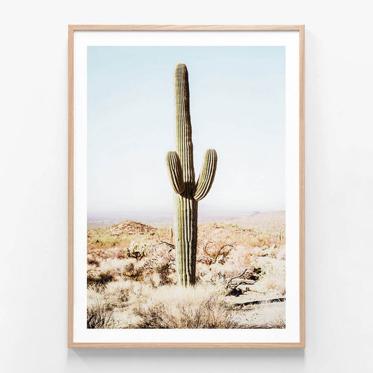California Cacti