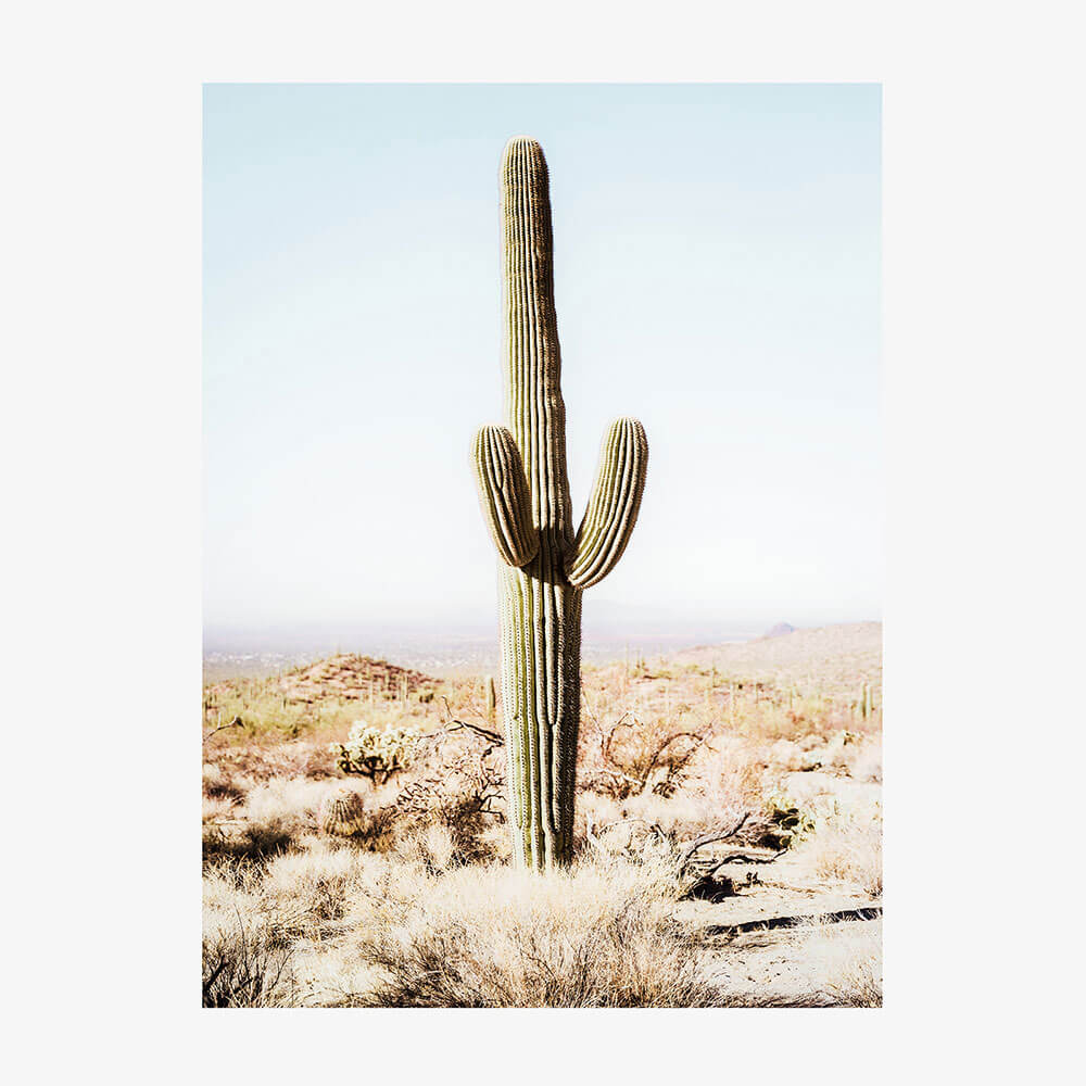 California Cacti