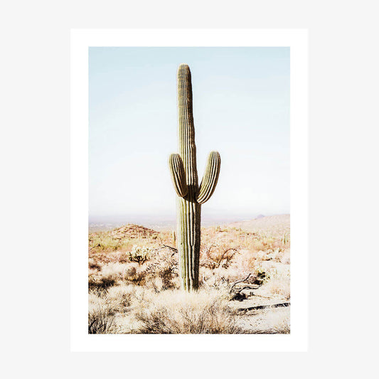 California Cacti