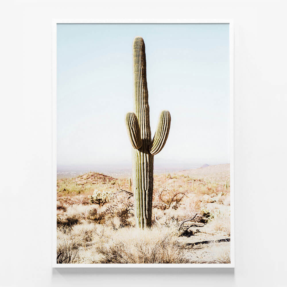 California Cacti