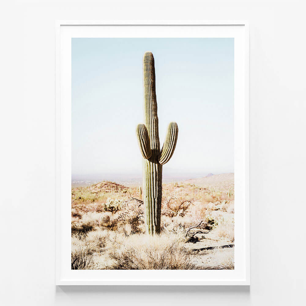 California Cacti