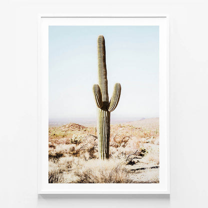 California Cacti