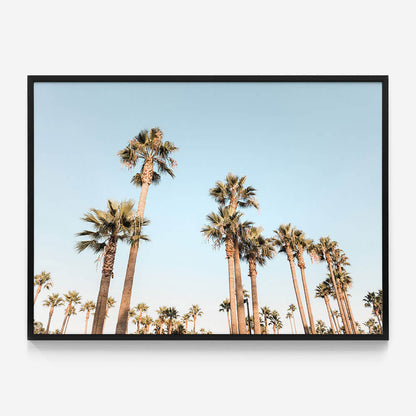California Nights