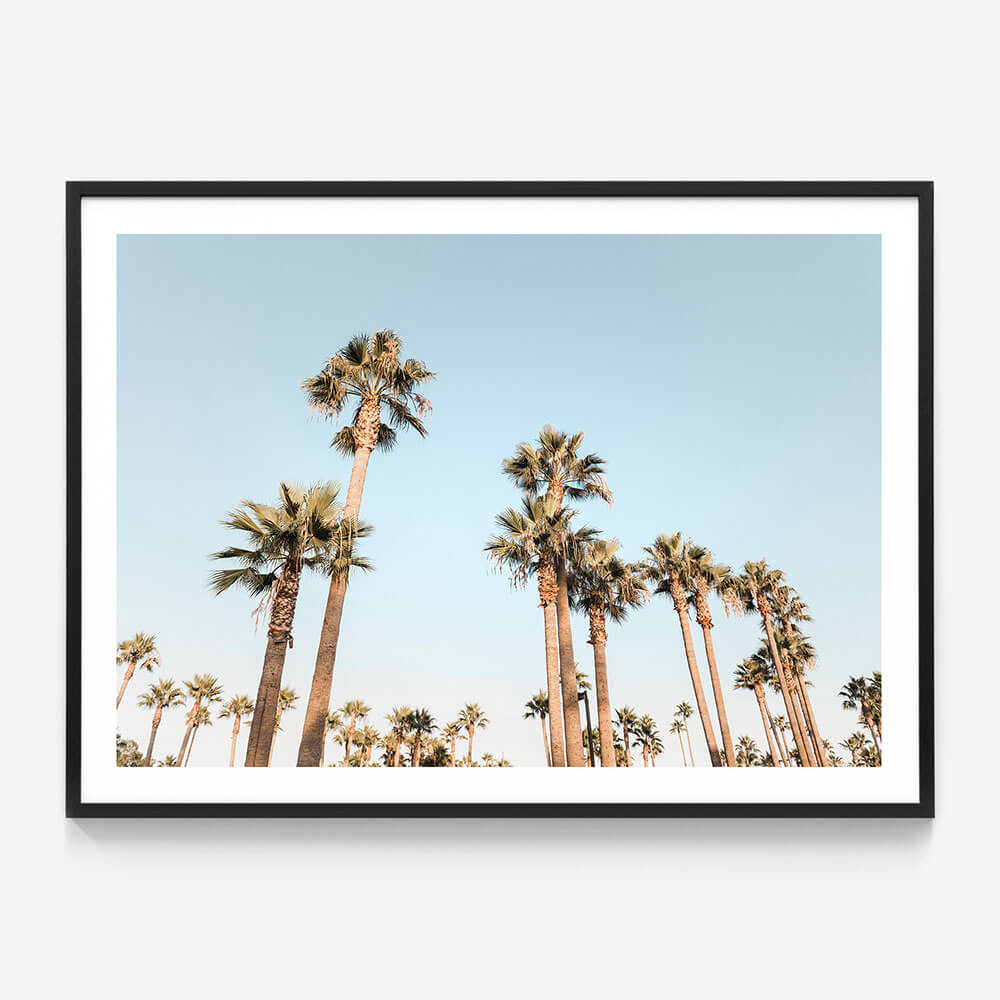 California Nights