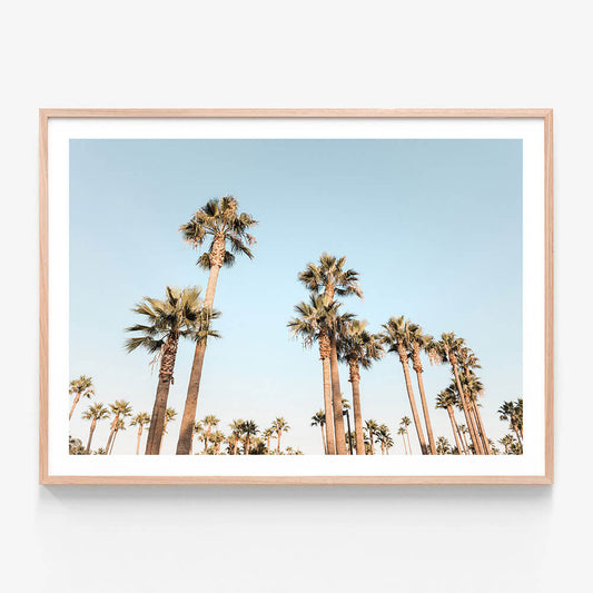 California Nights
