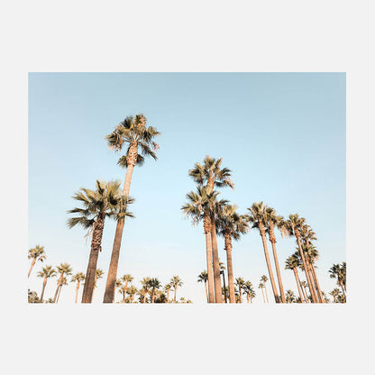 California Nights
