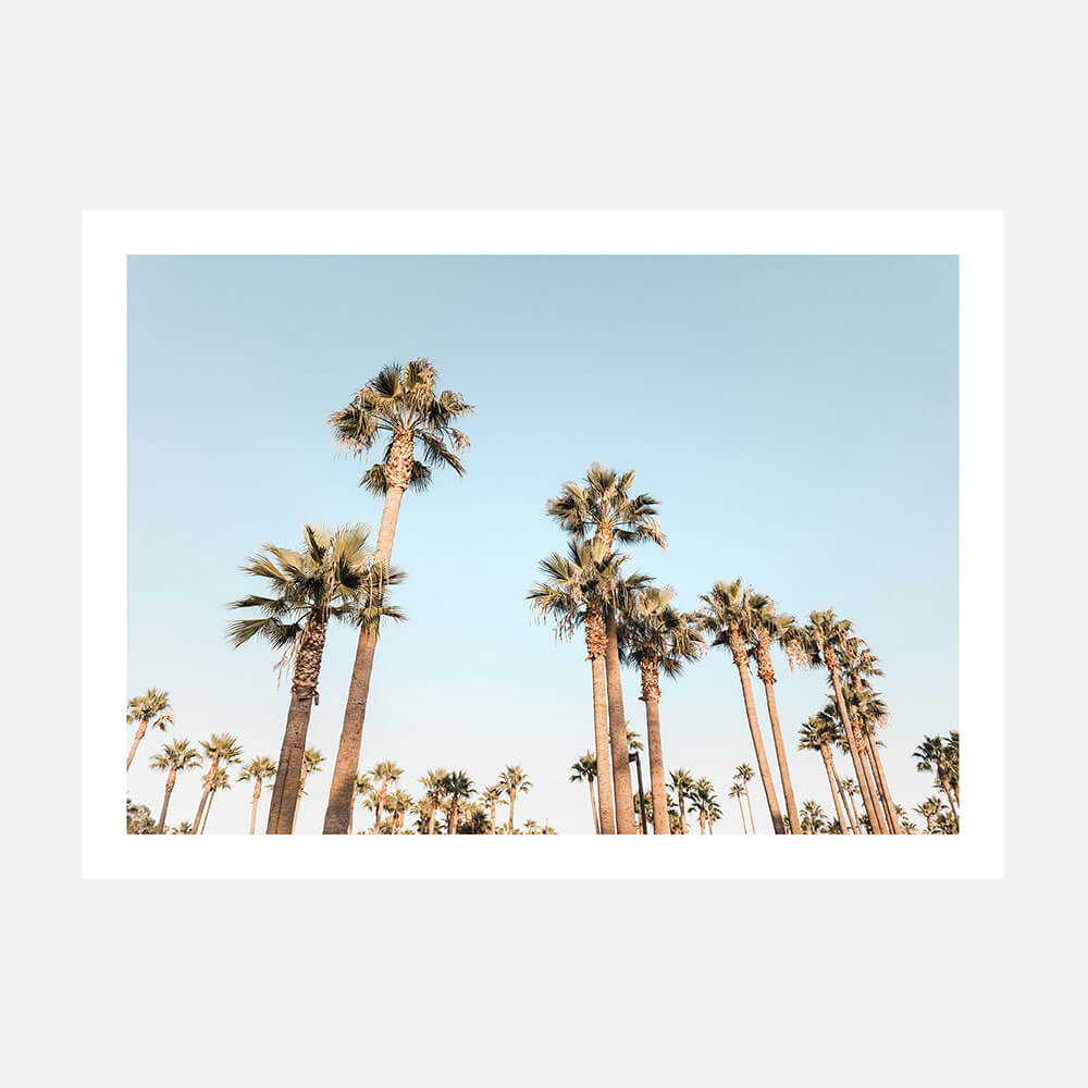 California Nights