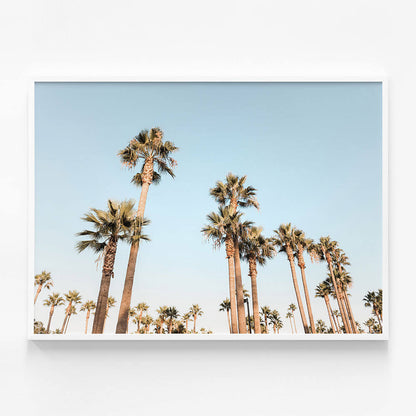 California Nights