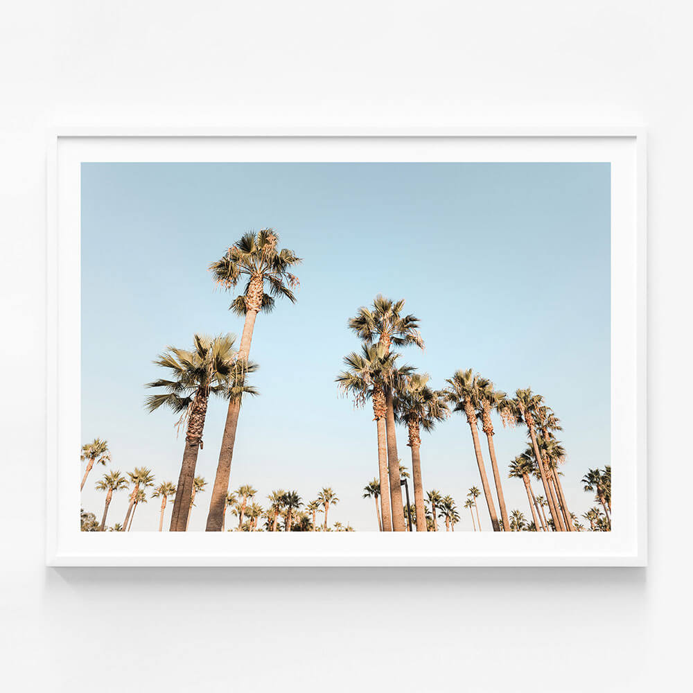 California Nights