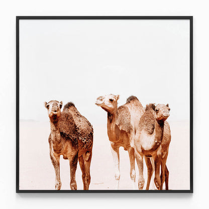Camel Tribe