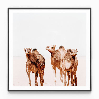 Camel Tribe