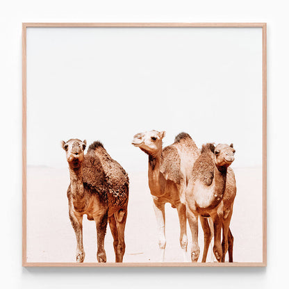 Camel Tribe