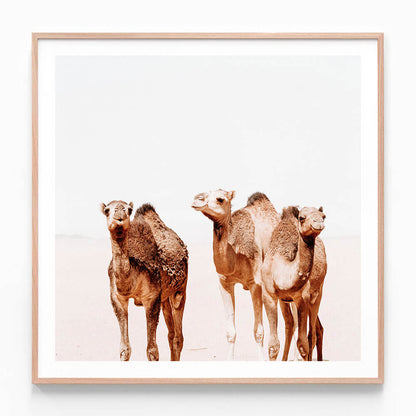 Camel Tribe