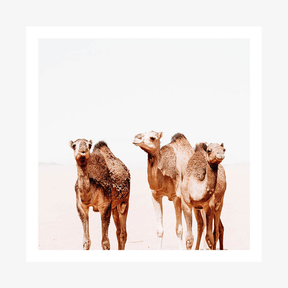 Camel Tribe