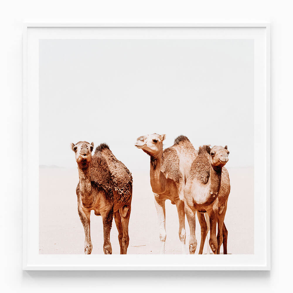 Camel Tribe