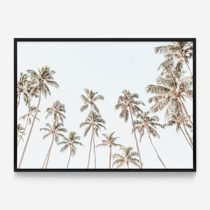 Caribbean Sky