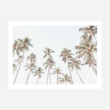 Caribbean Sky