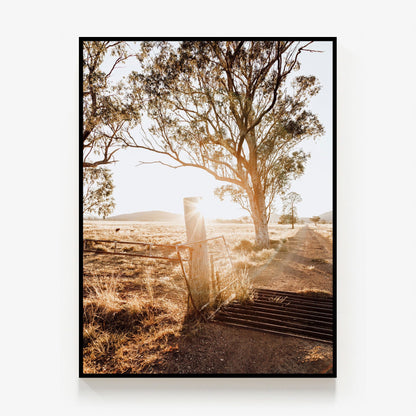 Cattle Grid Canvas
