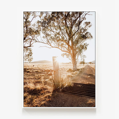 Cattle Grid Canvas