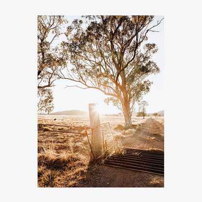 Cattle Grid