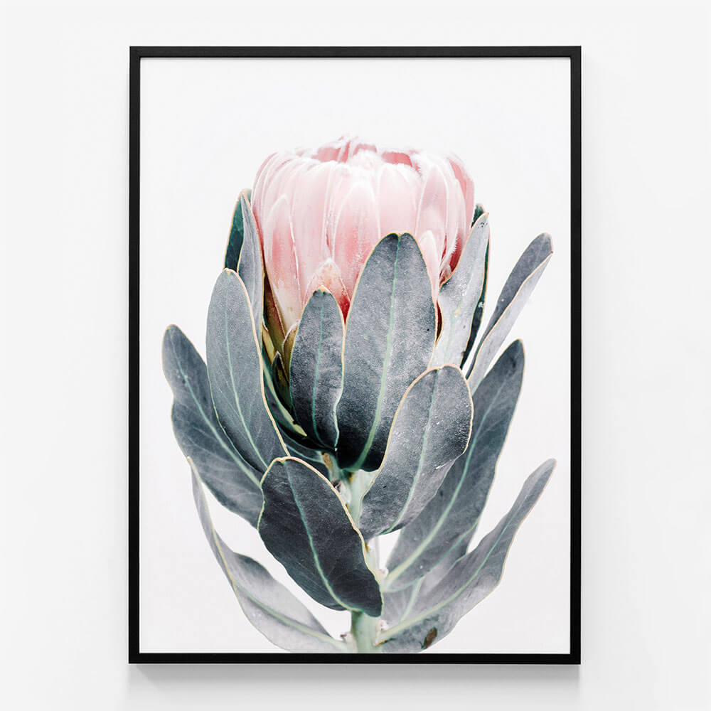 Closed Protea
