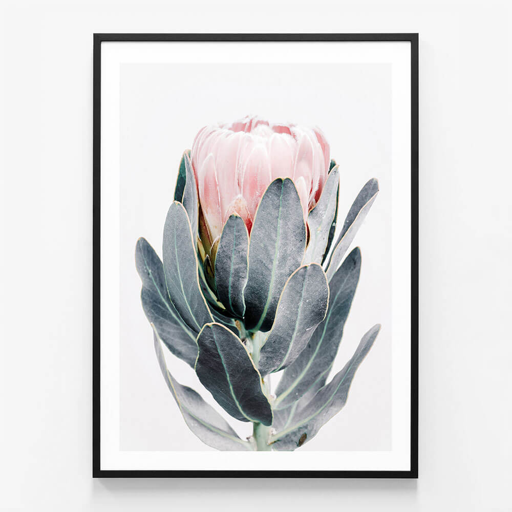 Closed Protea