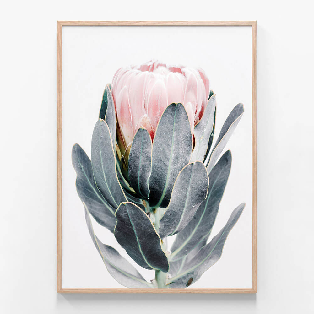 Closed Protea