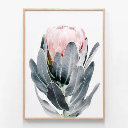 Closed Protea