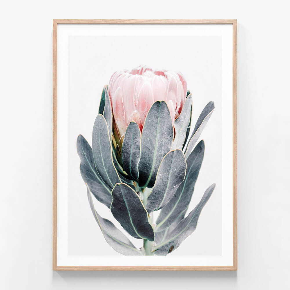 Closed Protea