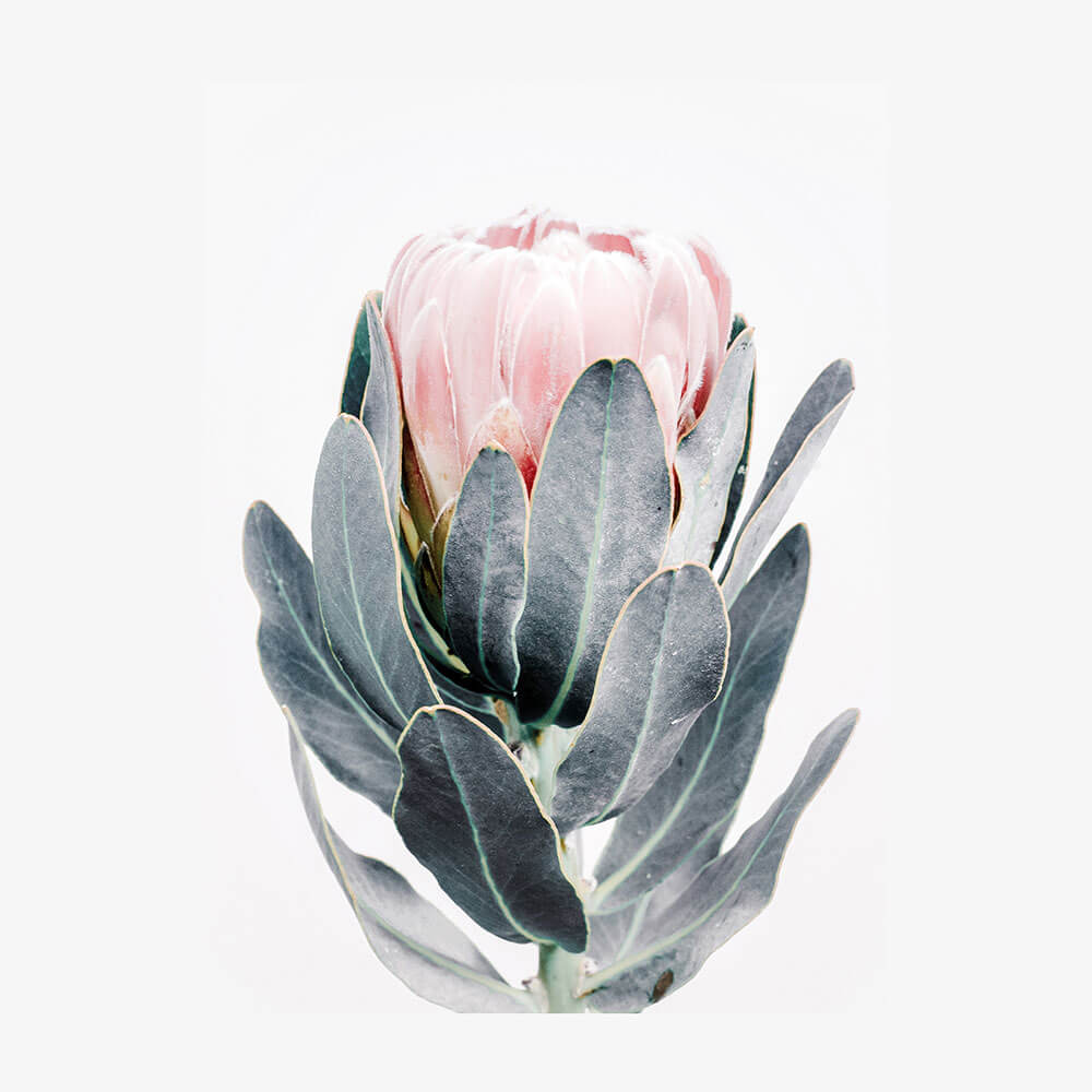 Closed Protea