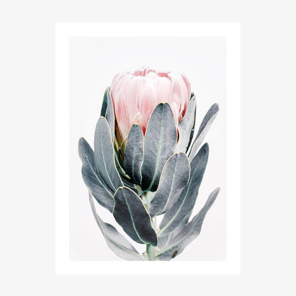 Closed Protea