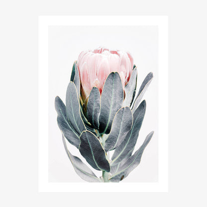 Closed Protea