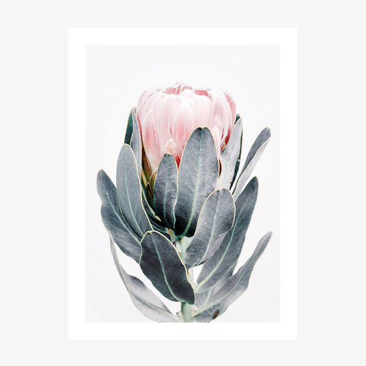 Closed Protea