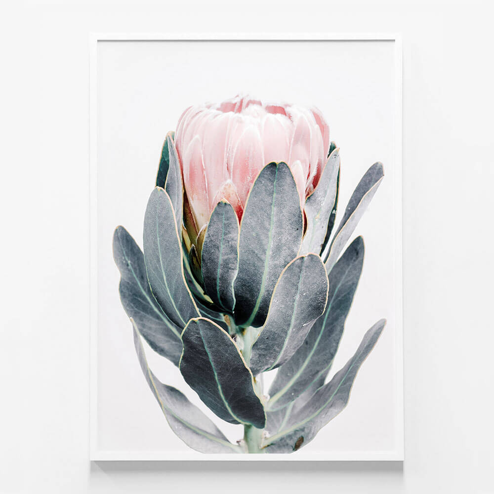 Closed Protea