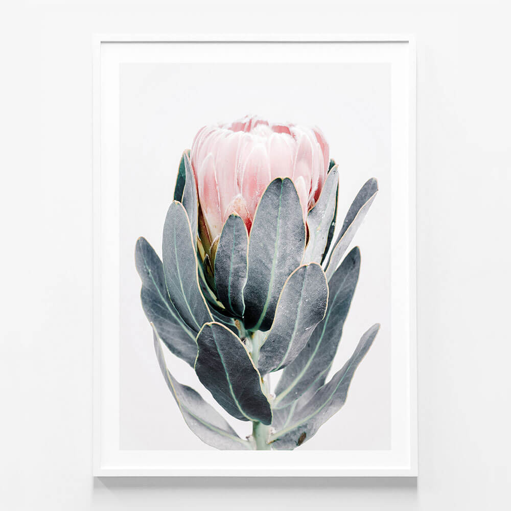 Closed Protea
