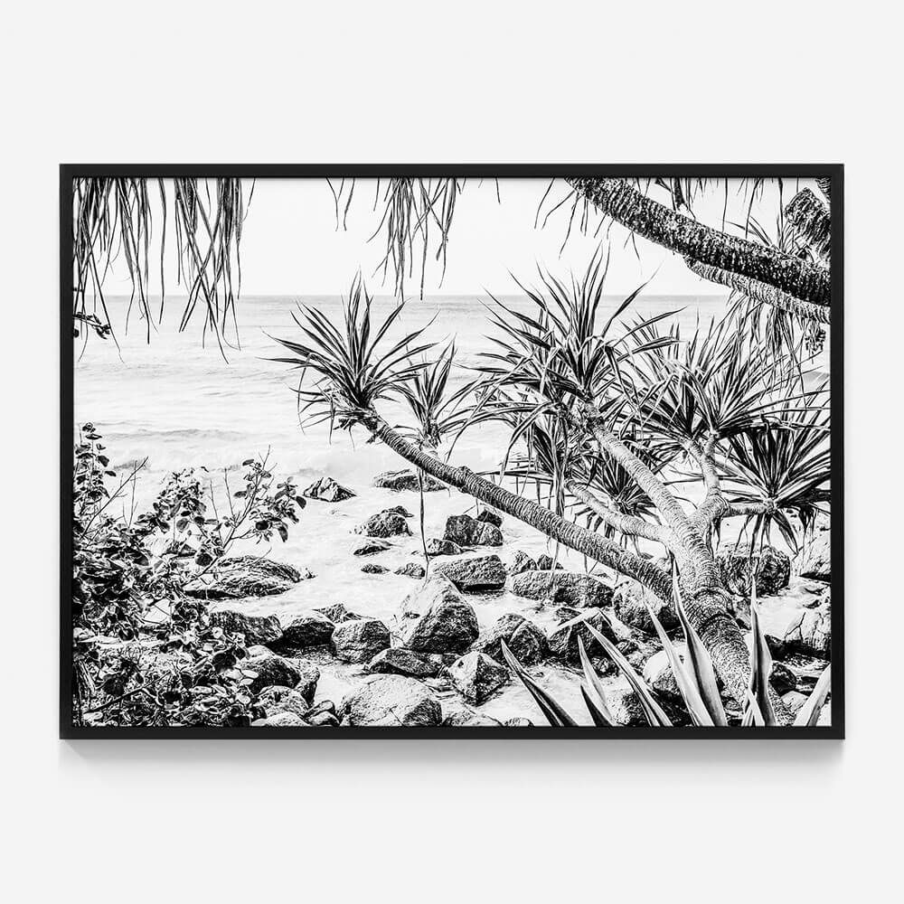Coastal Pines B&W