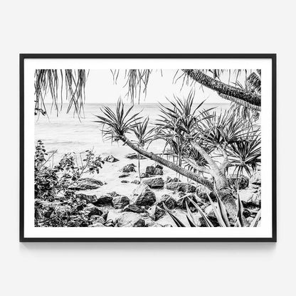 Coastal Pines B&W