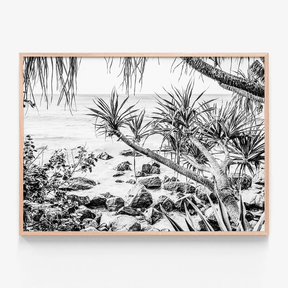 Coastal Pines B&W