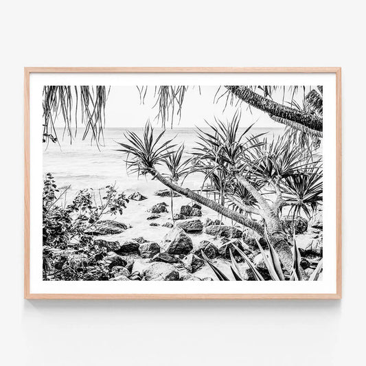 Coastal Pines B&W