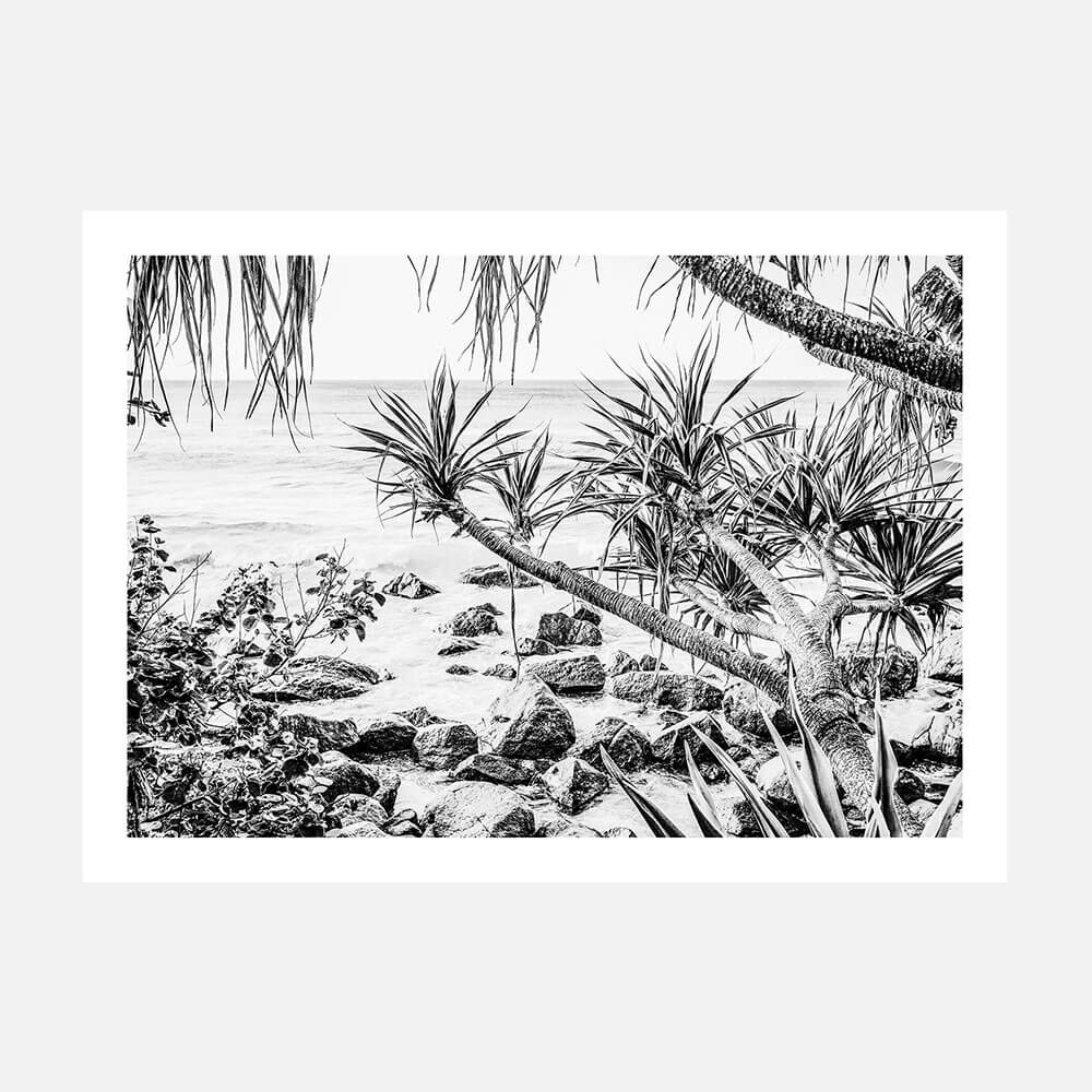 Coastal Pines B&W