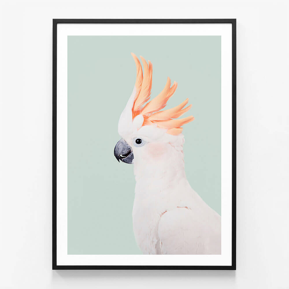 Cockatoo