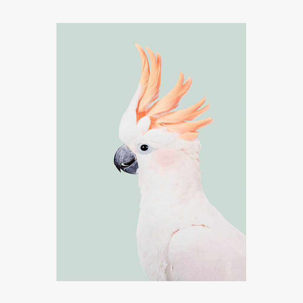 Cockatoo
